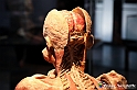 VBS_3046 - Mostra Body Worlds